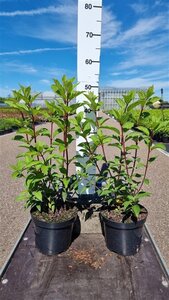 Hydrangea pan. Vanille-Fraise 50-60 cm cont. 3,0L