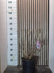 Hydrangea pan. Vanille-Fraise 50-60 cm cont. 7,5L