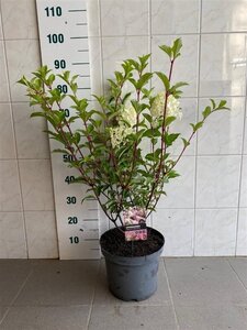 Hydrangea pan. Vanille-Fraise 50-60 cm cont. 7,5L