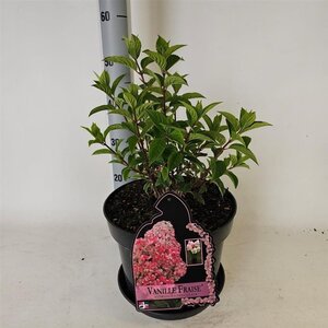Hydrangea pan. Vanille-Fraise 60-80 cm cont. 10L