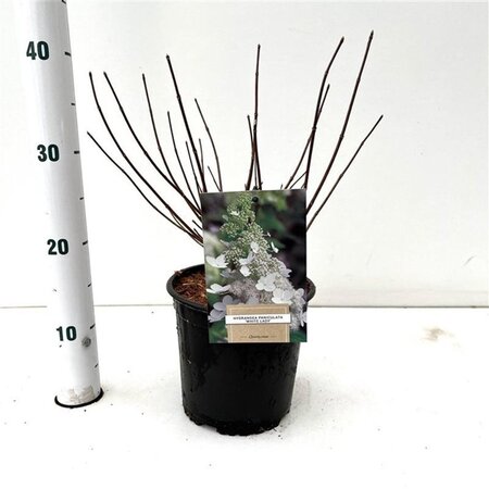 Hydrangea pan. 'White Lady' 40-50 cm cont. 2,5L - afbeelding 1