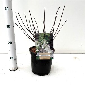 Hydrangea pan. 'White Lady' 40-50 cm cont. 2,5L