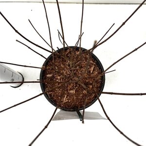 Hydrangea pan. 'White Lady' 40-50 cm cont. 2,5L - afbeelding 2