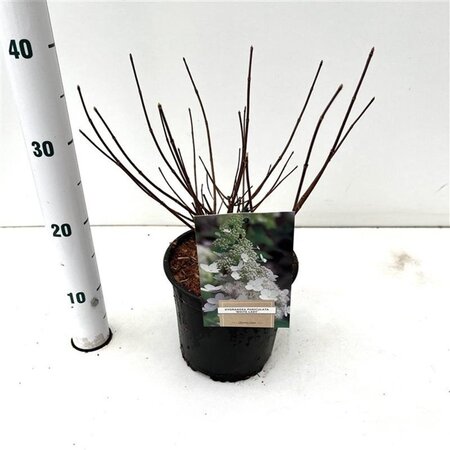 Hydrangea pan. 'White Lady' 40-50 cm cont. 2,5L - afbeelding 3