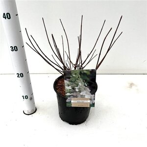 Hydrangea pan. 'White Lady' 40-50 cm cont. 2,5L - afbeelding 3