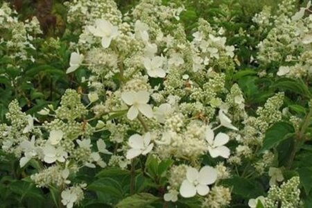 Hydrangea pan. 'White Lady' geen maat specificatie cont. 5,0L