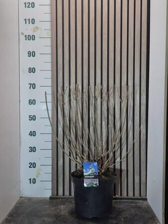 Hydrangea pan. 'Wim's Red' 50-60 cm cont. 7,5L