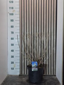 Hydrangea pan. 'Wim's Red' 50-60 cm cont. 7,5L