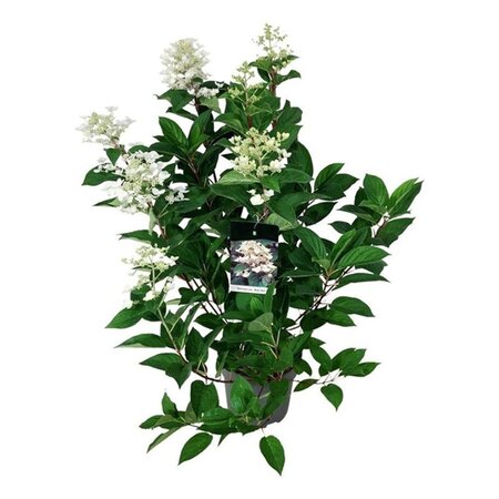 Hydrangea pan. 'Wim's Red' 60-80 cm cont. 15L - afbeelding 2