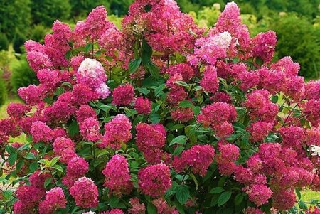 Hydrangea pan. 'Wim's Red' 60-80 cm cont. 15L - afbeelding 1