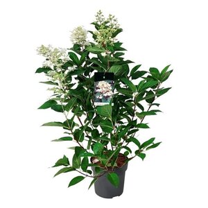 Hydrangea pan. 'Wim's Red' 60-80 cm cont. 15L - afbeelding 3