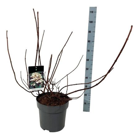 Hydrangea pan. 'Wim's Red' 60-80 cm cont. 15L - afbeelding 4