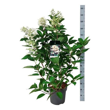 Hydrangea pan. 'Wim's Red' 60-80 cm cont. 15L - afbeelding 5