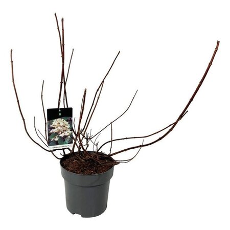 Hydrangea pan. 'Wim's Red' 60-80 cm cont. 15L - afbeelding 6