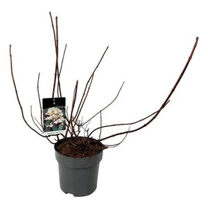 Hydrangea pan. 'Wim's Red' 60-80 cm cont. 15L - afbeelding 6