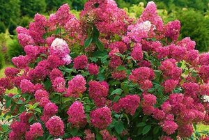 Hydrangea pan. 'Wim's Red' geen maat specificatie cont. 3,0L