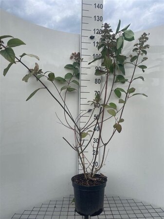 Hydrangea pan. 'Wim's Red' geen maat specificatie cont. 7,5L - afbeelding 3