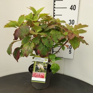 Hydrangea querc. 'Alice' 30-40 cm cont. 3,0L - afbeelding 4
