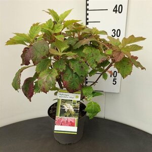 Hydrangea querc. 'Alice' 30-40 cm cont. 3,0L - afbeelding 6