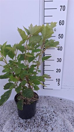 Hydrangea querc. 'Alice' 30-40 cm cont. 3,0L - afbeelding 3