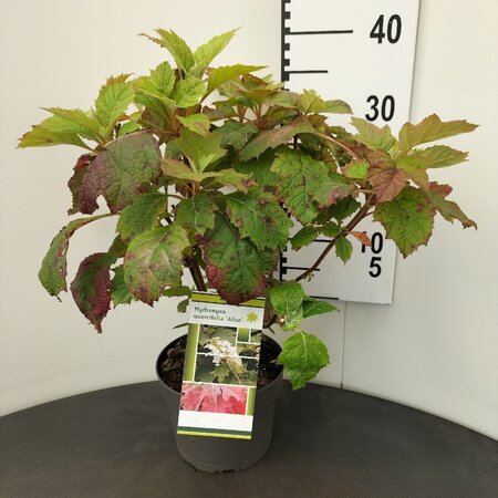 Hydrangea querc. 'Alice' 30-40 cm cont. 3,0L - afbeelding 5