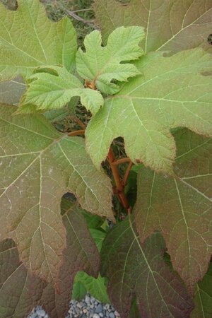 Hydrangea querc. 'Alice' 30-40 cm cont. 3,0L - afbeelding 1