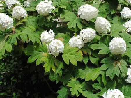 Hydrangea querc. 'Alice' 30-40 cm cont. 3,0L - afbeelding 2