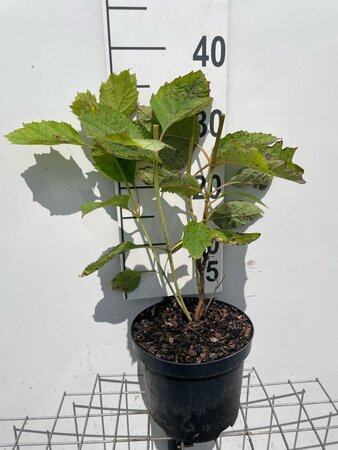 Hydrangea querc. 'Alice' geen maat specificatie cont. 3,0L