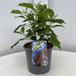 Hydrangea querc. 'Burgundy' geen maat specificatie cont. 3,0L