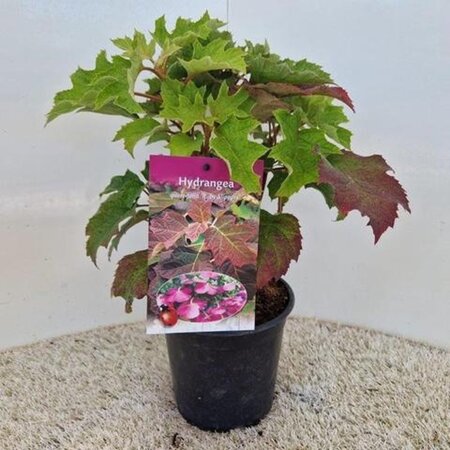 Hydrangea querc. 'Ruby Slippers' 30-40 cm cont. 2,0L - afbeelding 1