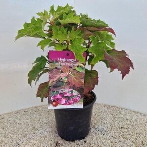 Hydrangea querc. 'Ruby Slippers' 30-40 cm cont. 2,0L