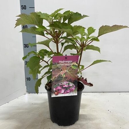 Hydrangea querc. 'Ruby Slippers' 30-40 cm cont. 2,0L - afbeelding 2