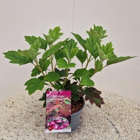 Hydrangea querc. 'Ruby Slippers' 30-40 cm cont. 2,0L - afbeelding 3