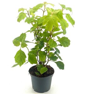 Hydrangea querc. 'Snowflake' 30-40 cm cont. 2,0L