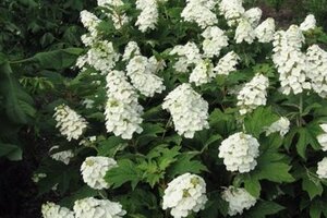 Hydrangea querc. Snow Queen 30-40 cm cont. 3,0L - afbeelding 2