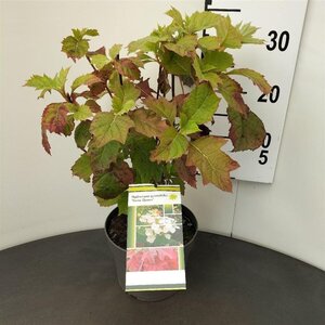 Hydrangea querc. Snow Queen 30-40 cm cont. 3,0L - afbeelding 5