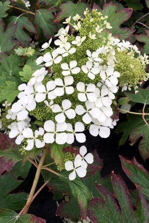 Hydrangea querc. Snow Queen 30-40 cm cont. 3,0L - image 1