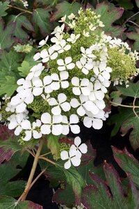 Hydrangea querc. Snow Queen 30-40 cm cont. 3,0L