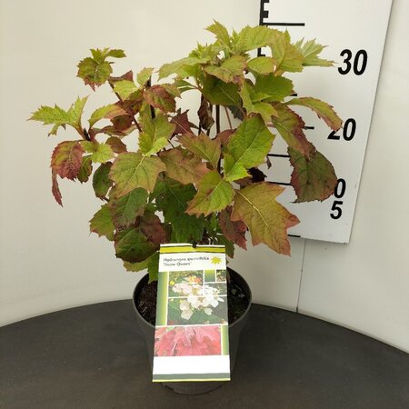 Hydrangea querc. Snow Queen 30-40 cm cont. 3,0L - image 5