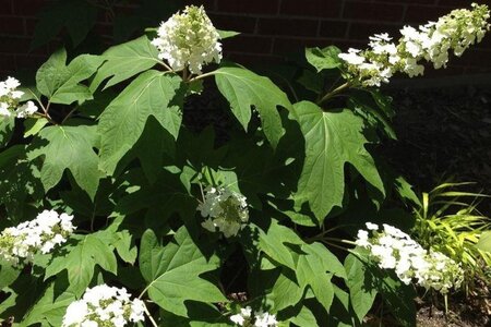 Hydrangea querc. Snow Queen 30-40 cm cont. 3,0L - image 3