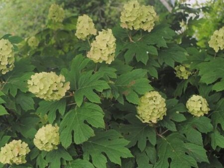 Hydrangea querc. Snow Queen 30-40 cm cont. 3,0L - image 4