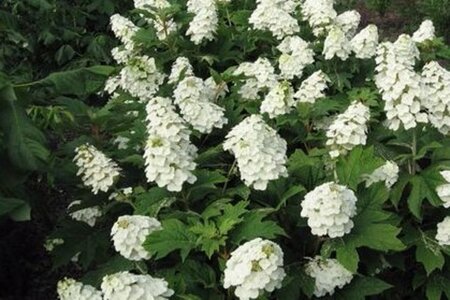 Hydrangea querc. Snow Queen 60-80 cm cont. 4,0L - afbeelding 2