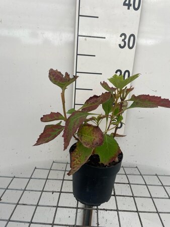 Hydrangea querc. Snow Queen geen maat specificatie cont. 1,3L