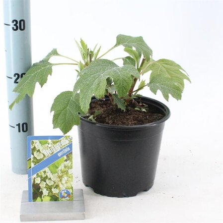 Hydrangea quercifolia 25-30 cm cont. 3,0L - afbeelding 5