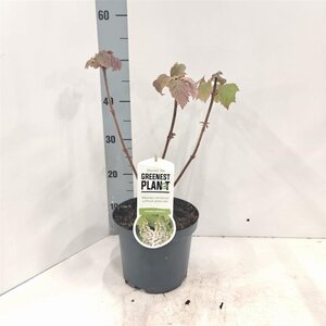 Hydrangea quercifolia 25-30 cm cont. 3,0L - afbeelding 8