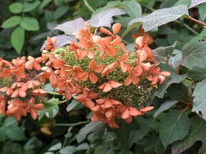 Hydrangea quercifolia 25-30 cm cont. 3,0L - image 3
