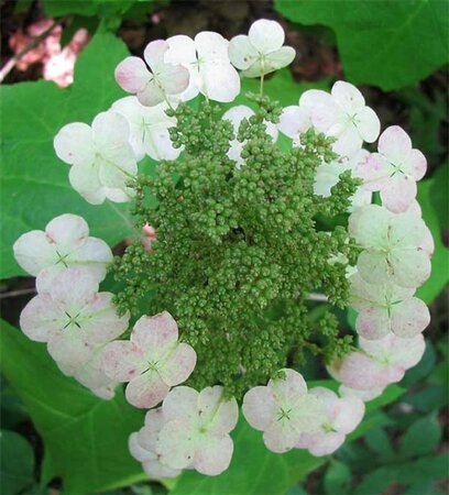 Hydrangea quercifolia 25-30 cm cont. 3,0L - image 4