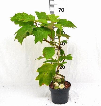 Hydrangea quercifolia 30-40 cm cont. 3,0L - afbeelding 6