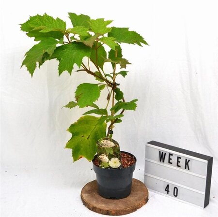 Hydrangea quercifolia 30-40 cm cont. 3,0L - afbeelding 7