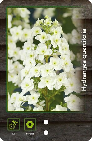 Hydrangea quercifolia 30-40 cm cont. 3,0L - afbeelding 9